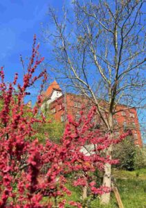 IMG_4633 lr