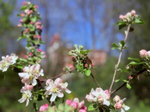 IMG_4666 lr