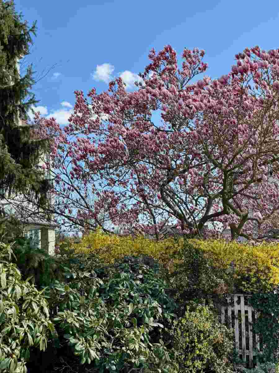 Wohnen am Cospudener See 11 Frühling in Knauthain-Knautkleeberg